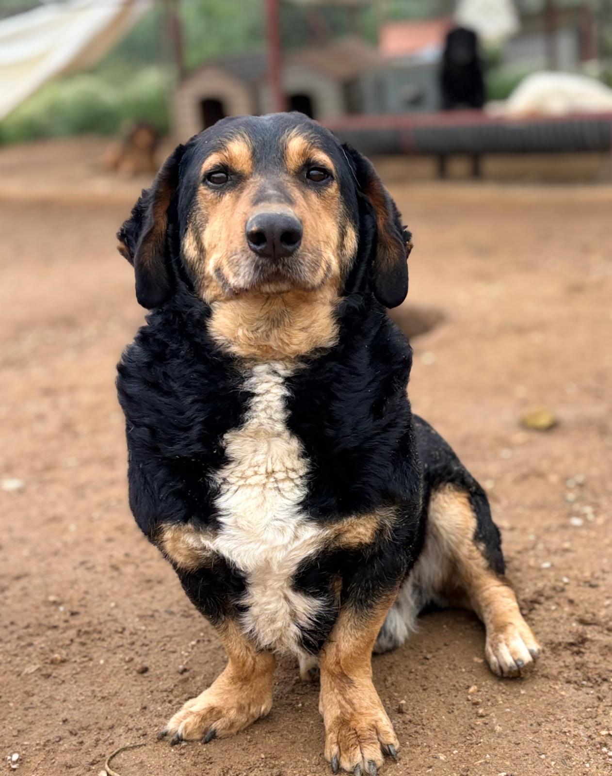 Foto van Charlie