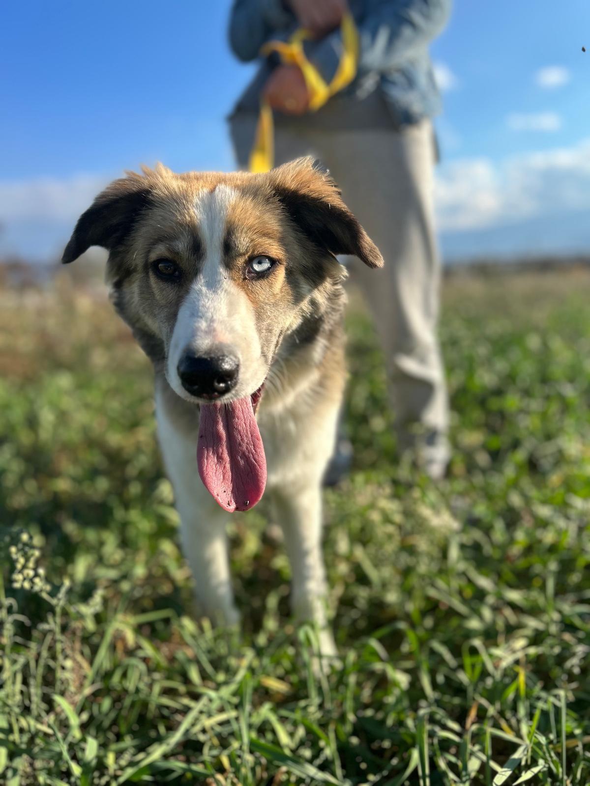 Foto van Skye
