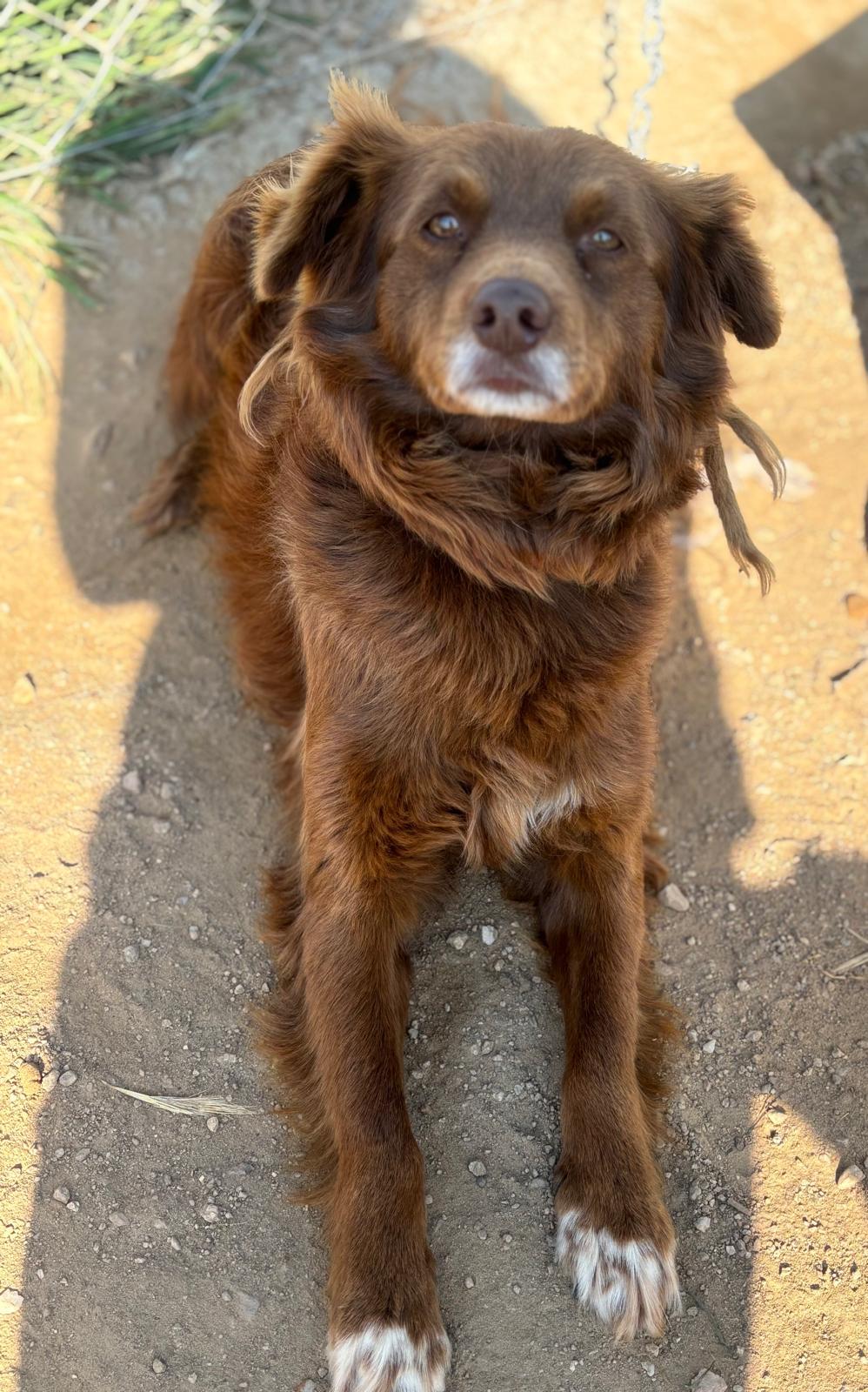 Foto van Foxy
