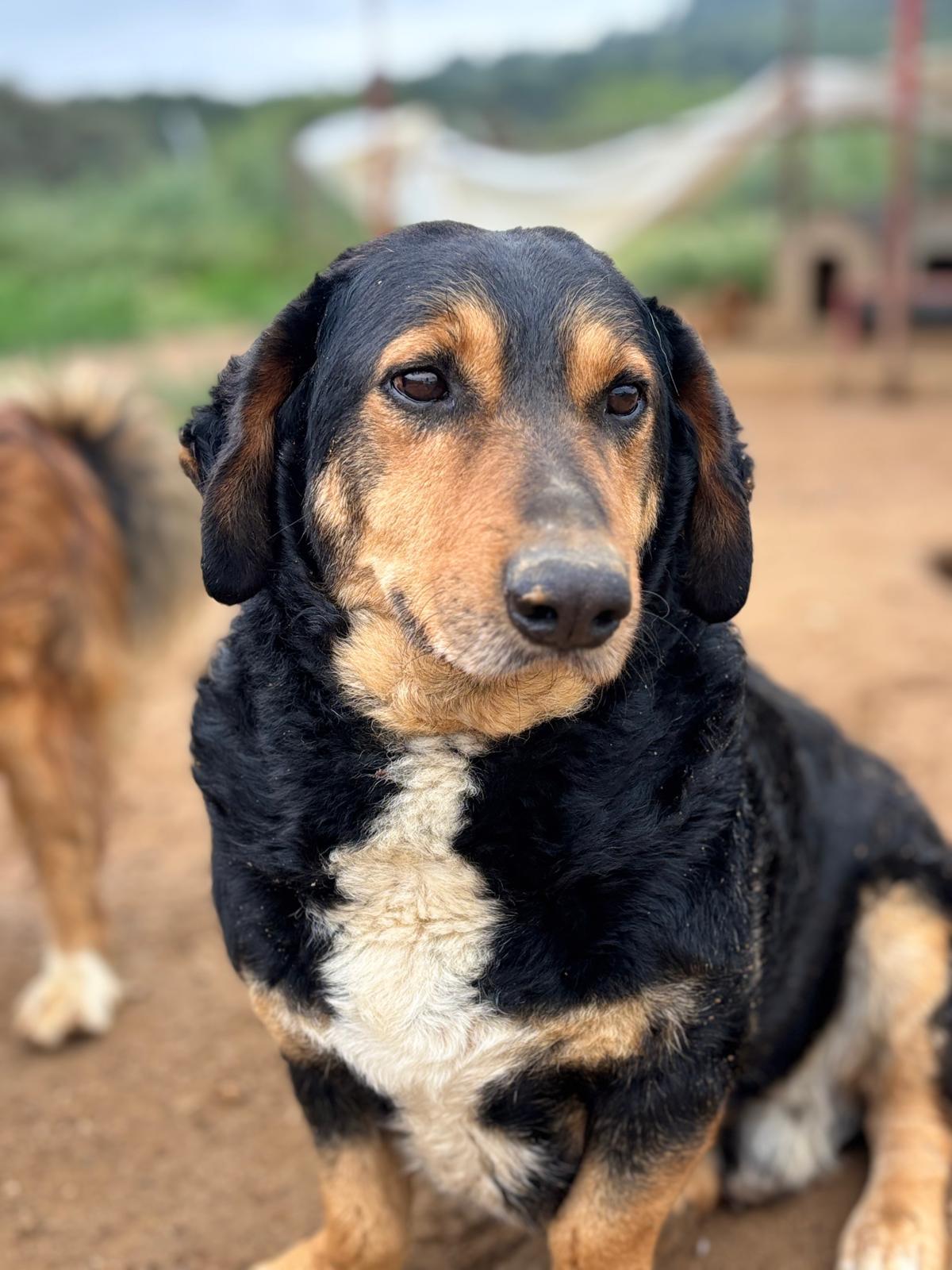 Foto van Charlie