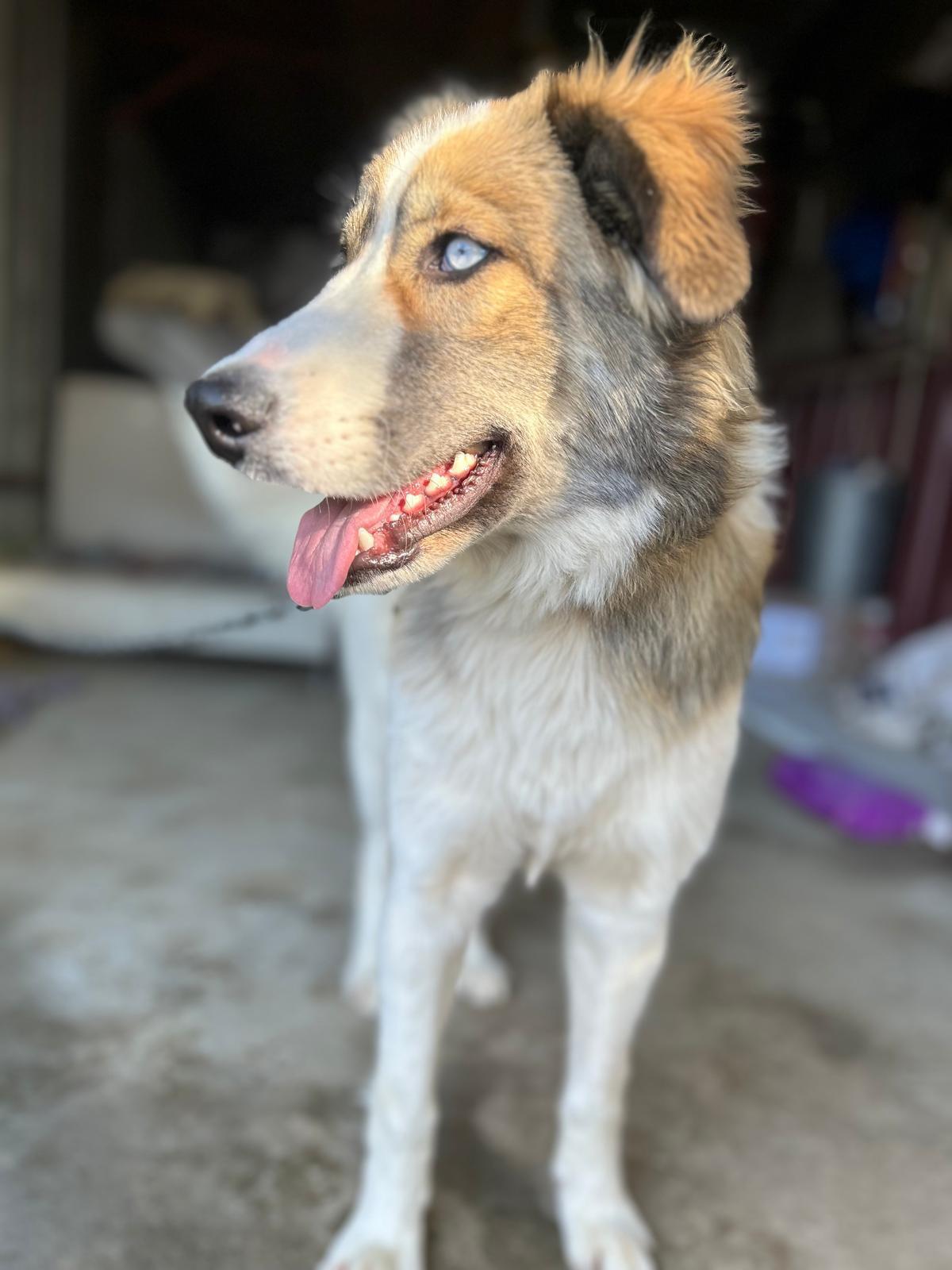 Foto van Skye