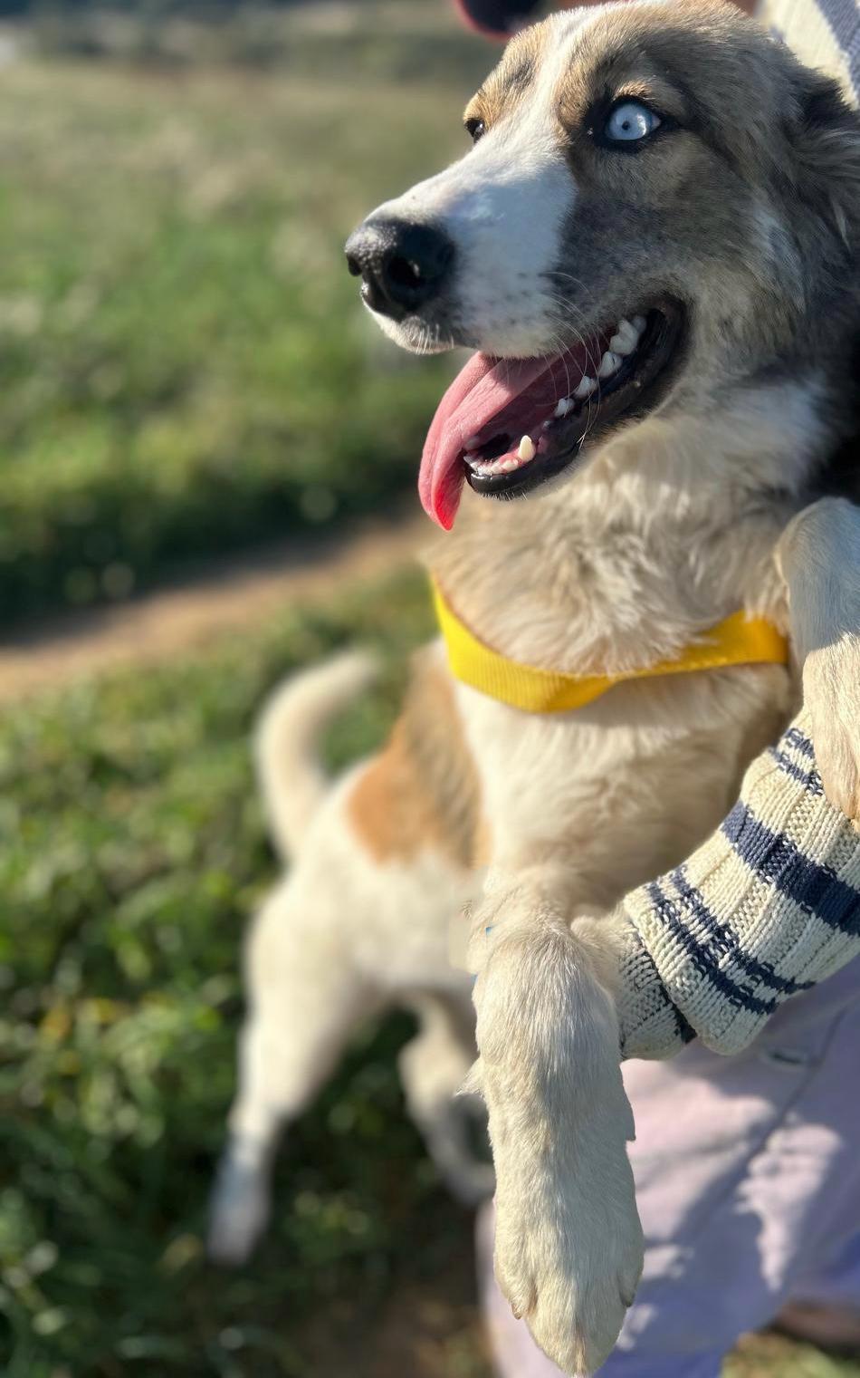 Foto van Skye