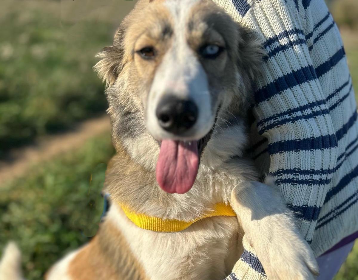 Foto van Skye