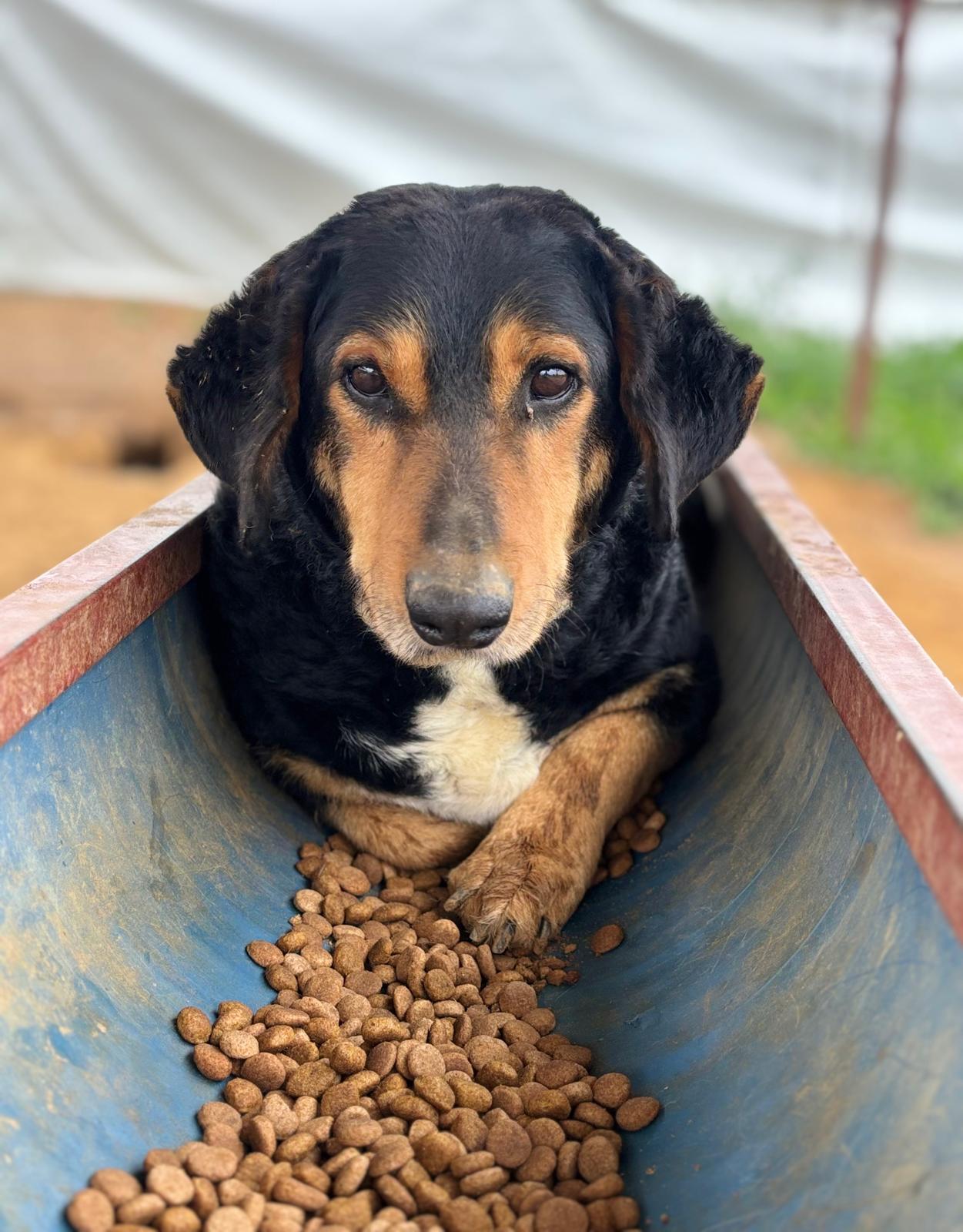 Foto van Charlie