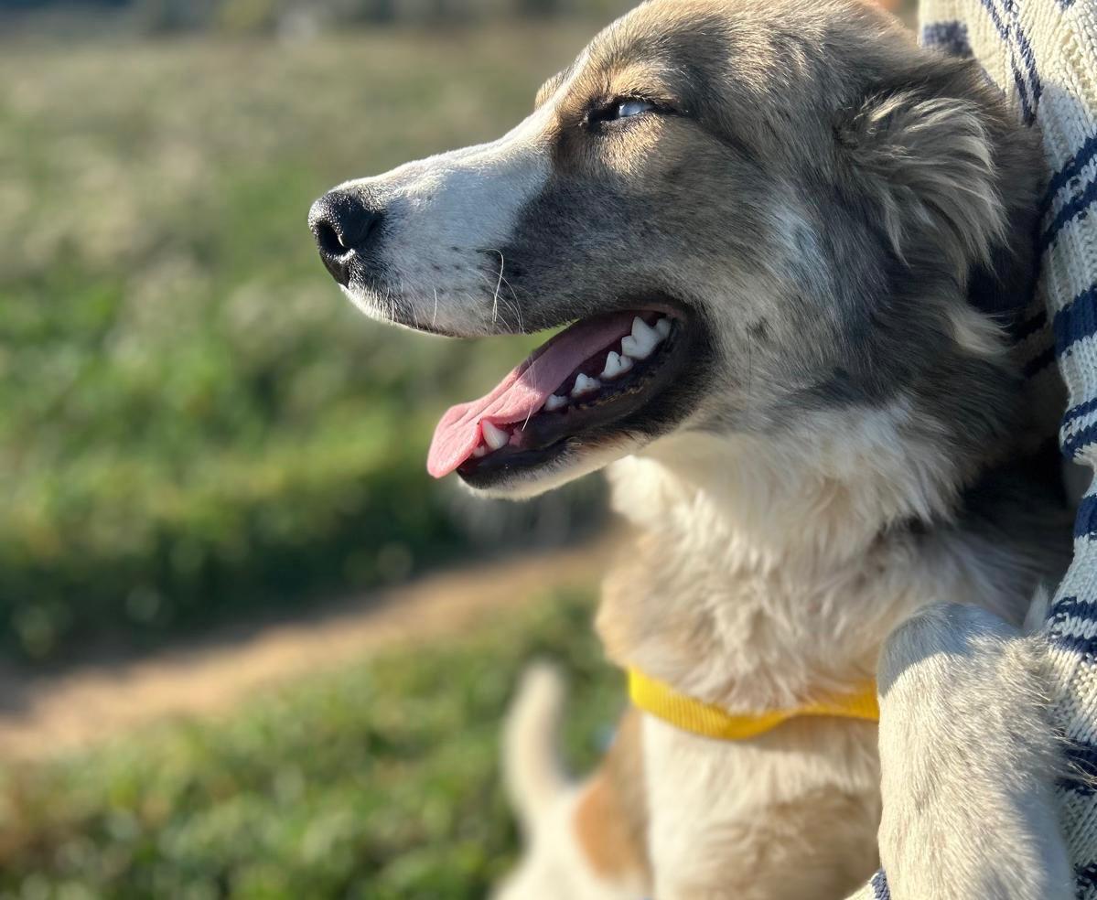 Skye
