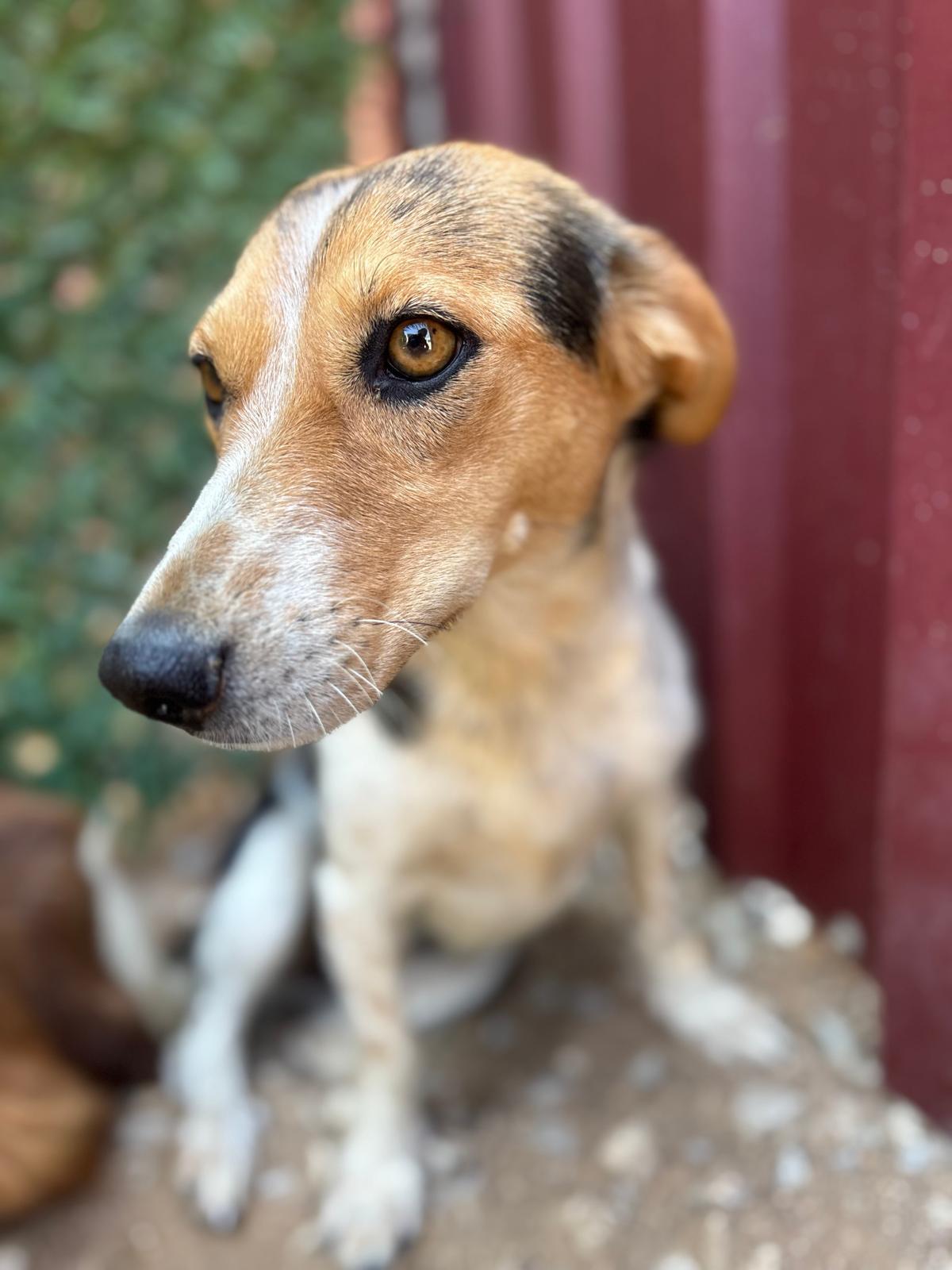 Foto van Sienna