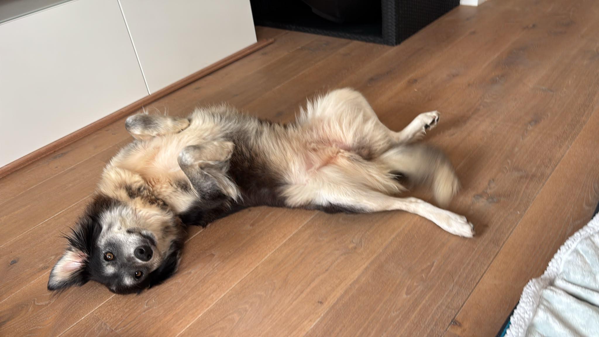 Foto van Nova