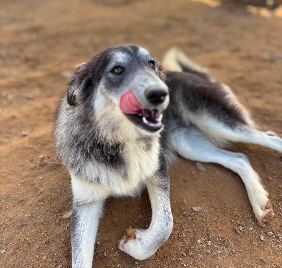 Nova