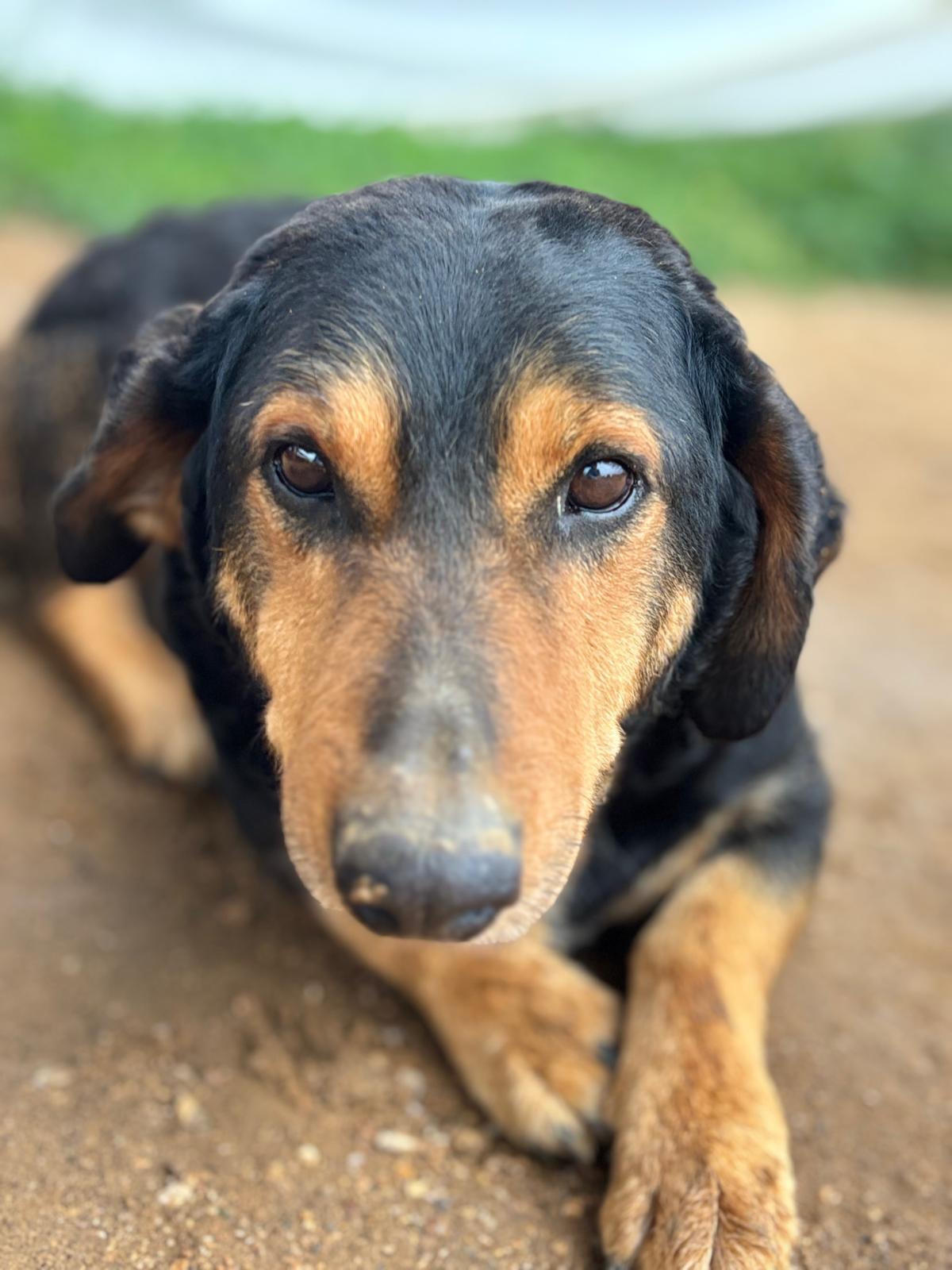 Foto van Charlie