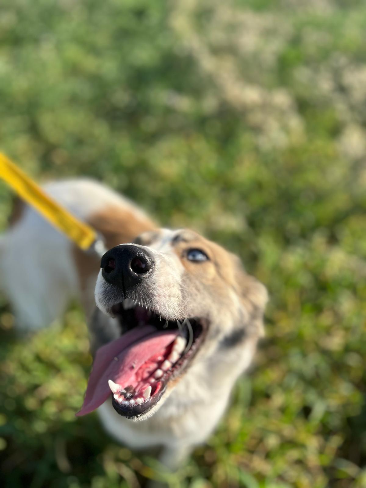 Foto van Skye
